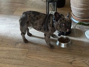 Mascot? at Mama  in Reykjavik