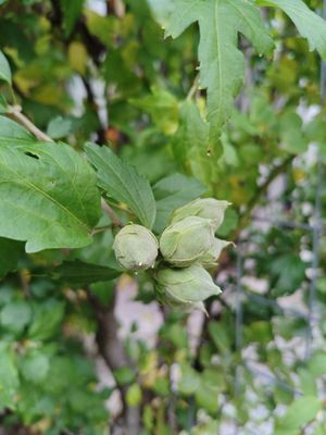  at VeggieDick in Mikulov