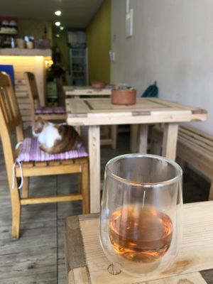 local cat at Pisekar Vegan Food in Antalya