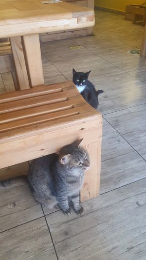 Some of the cats coming to Pisekar for food and cuddles at Pisekar Vegan Food in Antalya