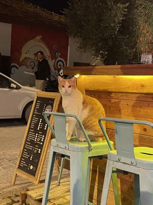 Cat  at Pisekar Vegan Food in Antalya