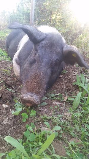 🐷  at Oasi Be Happy in Scansano