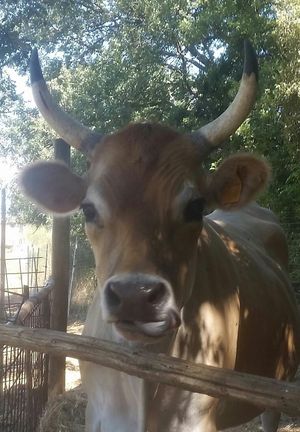 Bambù 🐮  at Oasi Be Happy in Scansano