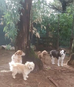 Dogs freed from the dog pound at Oasi Be Happy in Scansano