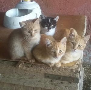 Kittens at Oasi Be Happy in Scansano