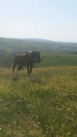 Freedom 💓 at Oasi Be Happy in Scansano