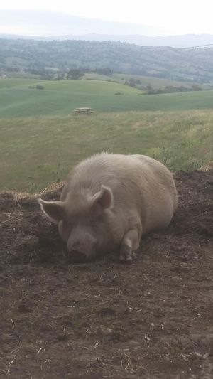 🐖  at Oasi Be Happy in Scansano