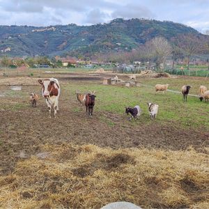 Rifugio alma libre #Veganuary at Rifugio Alma Libre in Piano Di Mommio