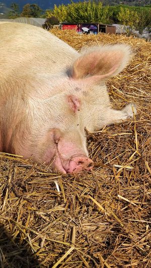 Rifugio alma libre #Veganuary at Rifugio Alma Libre in Piano Di Mommio