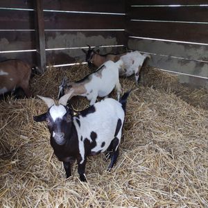 Caprette #Veganuary at Rifugio Alma Libre in Piano Di Mommio