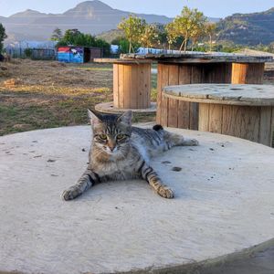 Nala #Veganuary at Rifugio Alma Libre in Piano Di Mommio