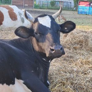 Luce #Veganuary at Rifugio Alma Libre in Piano Di Mommio