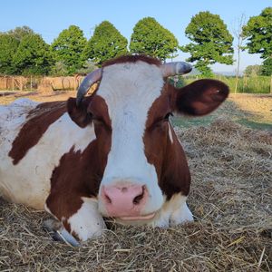 Root #Veganuary at Rifugio Alma Libre in Piano Di Mommio