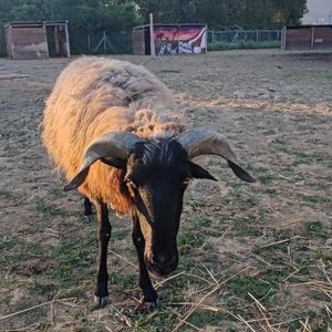Ferdinand #Veganuary at Rifugio Alma Libre in Piano Di Mommio
