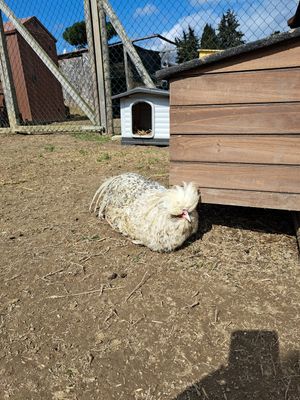  at Rifugio Alma Libre in Piano Di Mommio