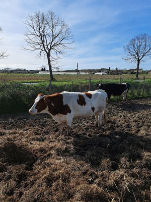  at Rifugio Alma Libre in Piano Di Mommio
