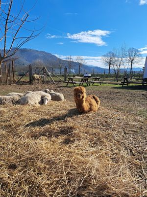  at Rifugio Alma Libre in Piano Di Mommio