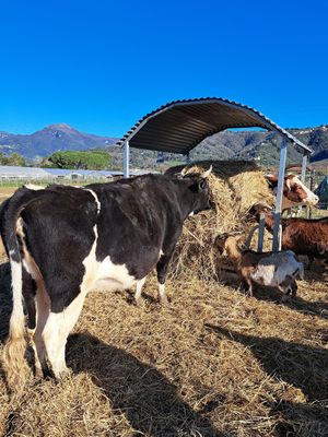  at Rifugio Alma Libre in Piano Di Mommio