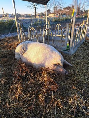  at Rifugio Alma Libre in Piano Di Mommio