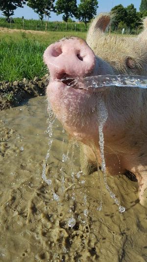 Fresh water for Margherita at Rifugio Alma Libre in Piano Di Mommio