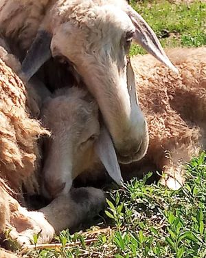 Mama and baby at Rifugio Alma Libre in Piano Di Mommio