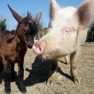 Friends not food  at Rifugio Alma Libre in Piano Di Mommio