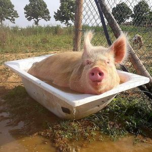 A good fresh bath! at Rifugio Alma Libre in Piano Di Mommio