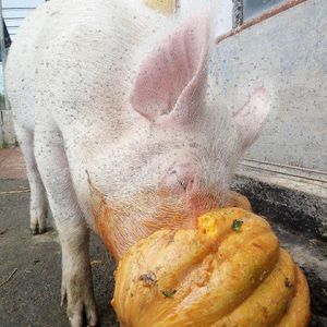 Precious ✨  at Rifugio Alma Libre in Piano Di Mommio