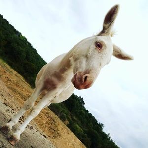 Donkey at Agripunk in Bucine