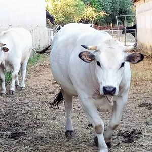 Maremmane Cows at Agripunk in Bucine