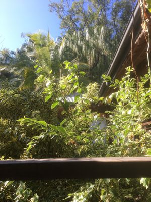 View from table  at Getaway Garden Cafe in Agnes Water