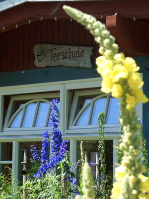 flowers in the garden at Teeschale in Prerow