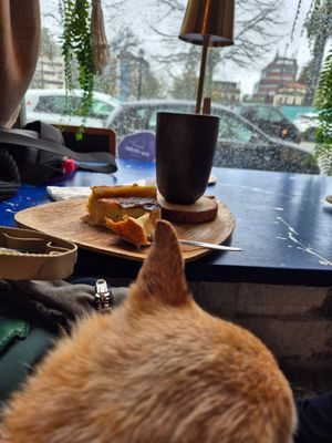 Dog friendly + lovely flan and latte #Veganuary at My Green Pastry in Porto