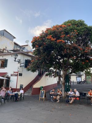 Tables under the blooming tree  at Gavino Restaurante Bar in Funchal