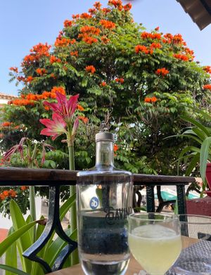 Gavino at Gavino Restaurante Bar in Funchal