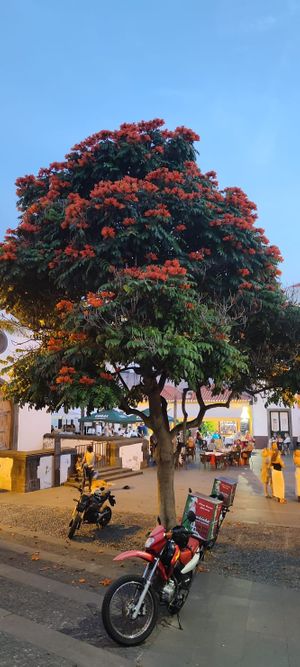  at Gavino Restaurante Bar in Funchal