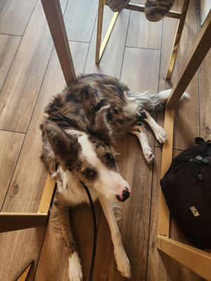 dog friendly 🥰 at Vegan Sushi Bar - Downtown in Amsterdam