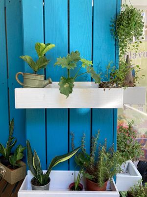 Plants outside at Flavor 自然樸食 - ZìRán Pǔ Shí in Kaohsiung