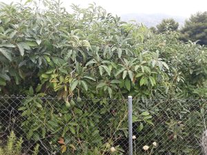 Avocado de frigiliana, at Spices in Frigiliana
