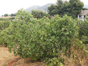 Fig tree #spicesfrigilia #vegano at Spices in Frigiliana
