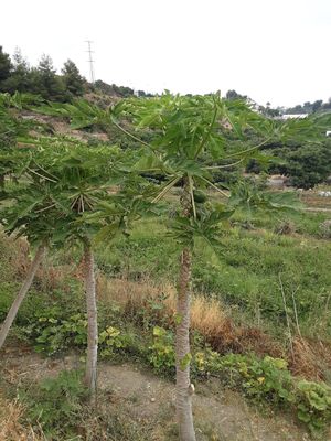 Papaya in organic farm in frigiliana. at Spices in Frigiliana