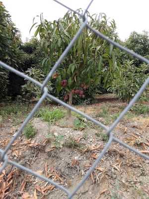 Mango tree, at Spices in Frigiliana