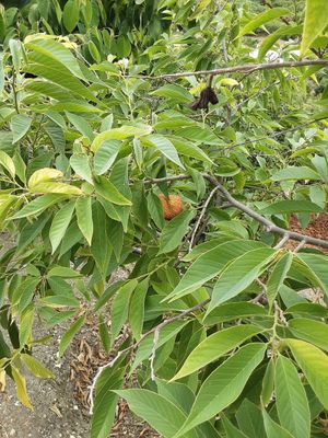 Guess what fruit is this? at Spices in Frigiliana