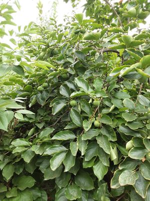 Persimmon tree full with fruit at Spices in Frigiliana