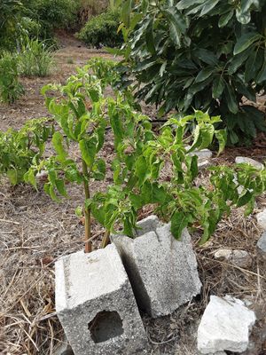 Green chilies plant at Spices in Frigiliana