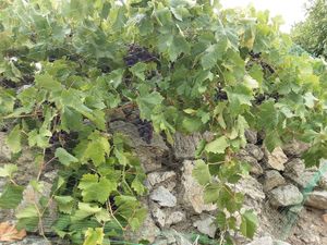 Grapes at Spices in Frigiliana