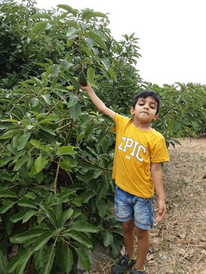 Avocado at Spices in Frigiliana