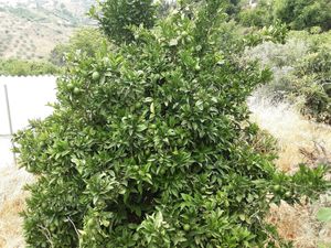 Lime at Spices in Frigiliana