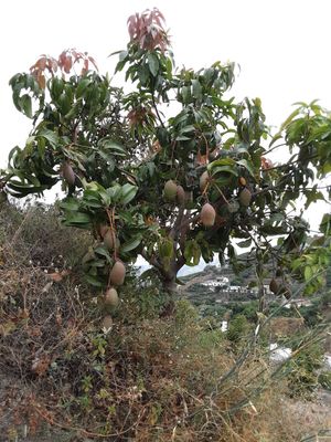 Mango tropical fruit de frigiliana at Spices in Frigiliana