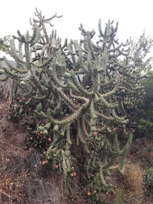 Cactus fruit in frigiliana. at Spices in Frigiliana